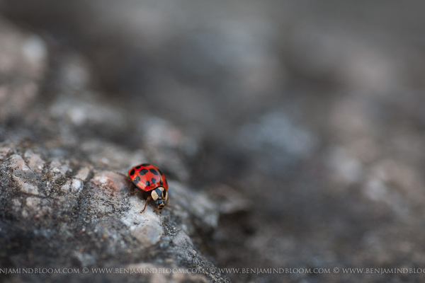 Macro photograph of a ladybug on rocks