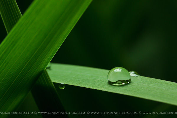Drop of water on an iris leaf