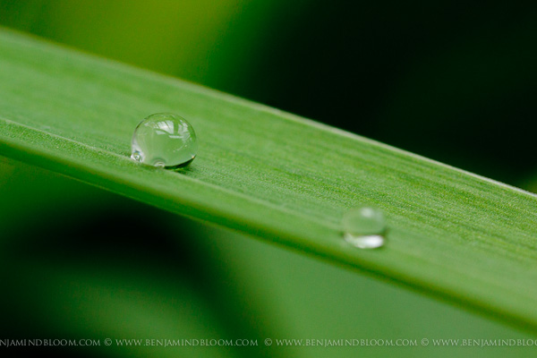 Vermont mornings provide beautiful droplets after a night of gentle showers.